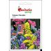 Кермек (Статица) Пасифик, смесь Hem Zaden/Нидерланды 0,2 г
