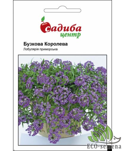 Семена Лобулярия (Алиссум) Сиреневая Королева Садиба центр 0,1 г Семена Лобулярия (Алиссум) Сиреневая Королева Садиба центр 0,1 г