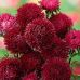 Астра Гранат GL Seeds 0,2 г