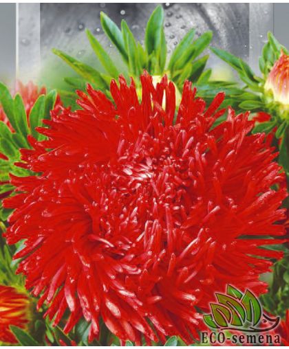 Астра Ангора (махровая) 0,25 г Астра Ангора (махровая) 0,25 г