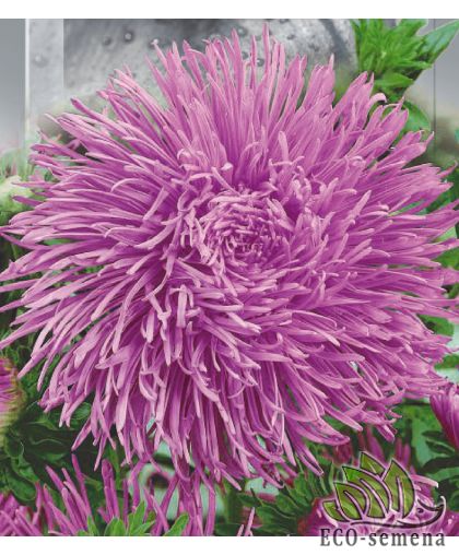 Астра Крален Люкс (махровая) 0,25 г