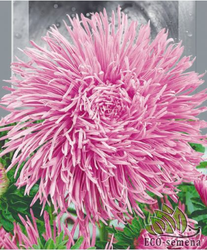 Астра Крален Сиам (махровая) 0,25 г