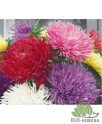 Астра Крален Смесь (махровая) 0,25 г