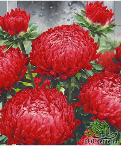 Астра Пионен Ред Турм (пиониевидная) 0,25 г