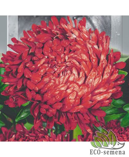 Астра Пионен Салмон Турм (пиониевидная) 0,25 г