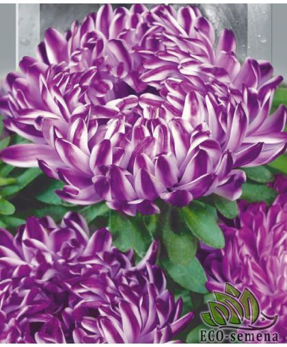 Астра Пионен Сильвер Турм (пиониевидная) 0,25 г