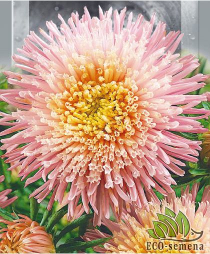 Астра Принцесса Давина (высокорослая) 0,25 г