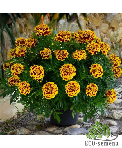 Бархатцы отклоненные Манго Танго Benary/Германия 10 шт