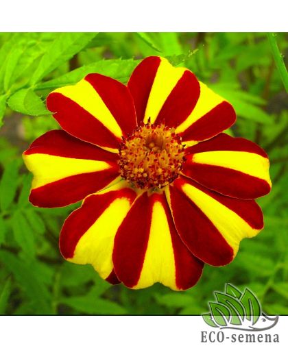 Бархатцы Денди Hem Zaden/Нидерланды 0,2 г