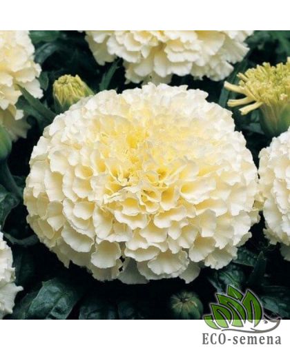 Бархатцы Альбатрос (35-40 см) 0,1 г