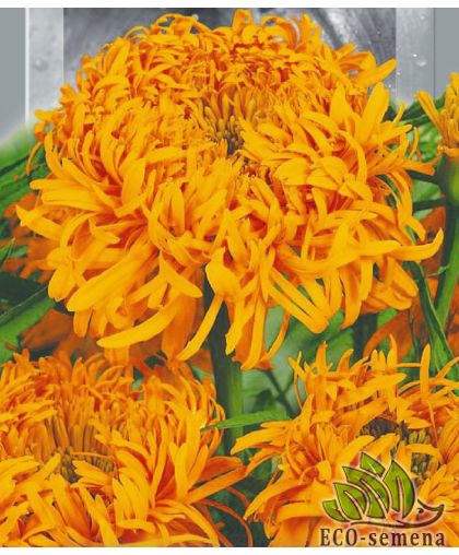 Бархатцы Фантастик Оранж 0,25 г