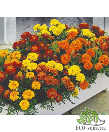 Бархатцы отклоненные Низкорослая смесь (25-30 см) 0,5 г