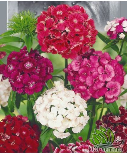 Гвоздика турецкая Махровая (смесь) 0,5 г