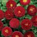 Маргаритка Эрли Этна (махровая) GL Seeds 0,1 г