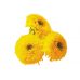 Подсолнечник Оранжевое Солнце Leda Agro 0,5 г Подсолнечник Оранжевое Солнце Leda Agro 0,5 г