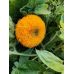 Подсолнечник карликовый Медвежонок Plante 0,5 г Подсолнечник карликовый Медвежонок Plante 0,5 г