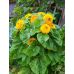 Подсолнечник карликовый Медвежонок Plante 0,5 г Подсолнечник карликовый Медвежонок Plante 0,5 г