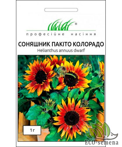 Подсолнух Пакито Колорадо (красно-коричневый) Hem Zaden/Нидерланды 1 г