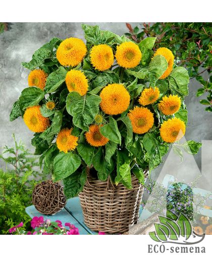 Подсолнечник декоративный Медвежонок Hem Zaden/Нидерланды 1 г