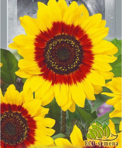 Подсолнечник декоративный Оранжевый с черным центром  0,7 г