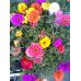 Портулак Фламенко mix GL Seeds 2 г Портулак Фламенко mix GL Seeds 2 г