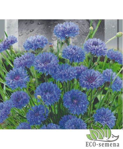 Волошки (васильки) Синий шар махровые 0,5 г Волошки (васильки) Синий шар махровые 0,5 г