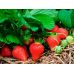 Удобрение Fertis для Клубники без Хлора 1 кг