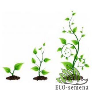 СТИМУЛЯТОРЫ и КОРНЕВИНЫ