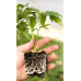 Стимулятор роста корней Ferti Root (укоренитель) 25 мл Стимулятор роста корней Ferti Root (укоренитель) 25 мл