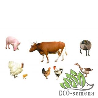 КОРМ ДЛЯ ЖИВОТНЫХ