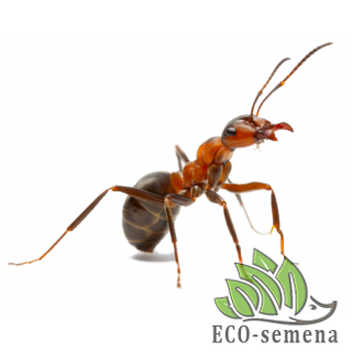 МУРАВЬИ, ТАРАКАНЫ