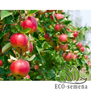 ВЕСЕННЕ-ОСЕННЯЯ обработка сада 