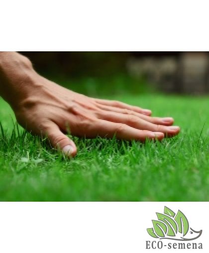 Технология посадки газона