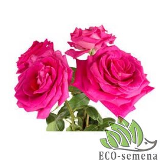 СПРАВОЧНИК-ЦВЕТЫ