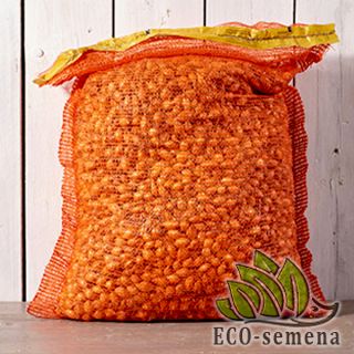 ЛУК-СЕВОК ГОЛЛАНДИЯ