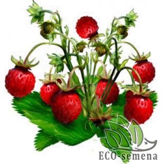 КЛУБНИКА, ЗЕМЛЯНИКА 