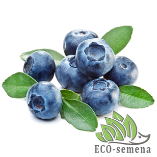 САЖЕНЦЫ ЯГОДНИКОВ