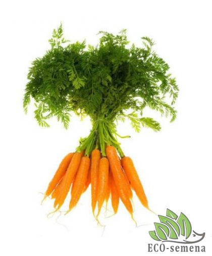 САМЫЕ ЛУЧШИЕ СПОСОБА ПОСЕВА МОРКОВКИ