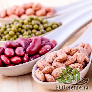 ФАСОЛЬ-БОБЫ