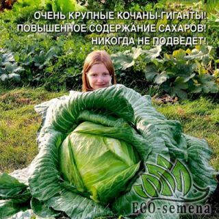 КАПУСТА БЕЛОКАЧАННАЯ ИМПОРТ