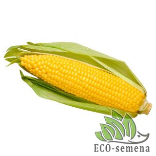 КУКУРУЗА САХАРНАЯ