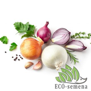 ЛУК ЧЕРНУШКА