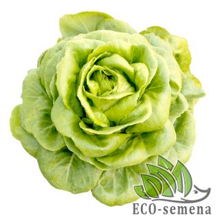 SALAT-IMPORT