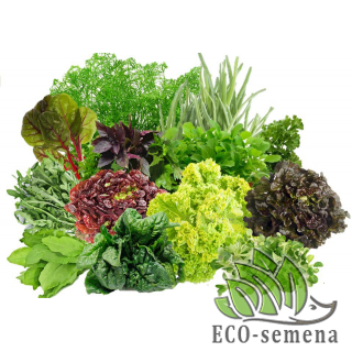 ЗЕЛЕНЬ и КУХОННЫЕ ТРАВЫ