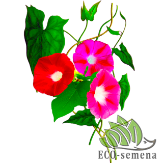 ВЬЮЩИЕСЯ ЦВЕТЫ