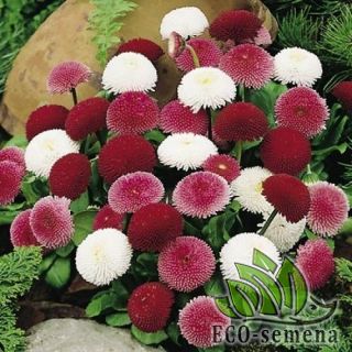 МАРГАРИТКА