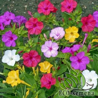 МИРАБИЛИС МИРАБИЛИС