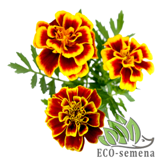 БАРХАТЦЫ (Чернобривцы)