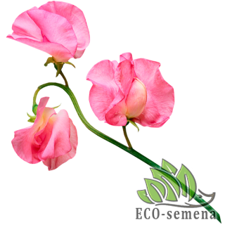 ЛЬВИНЫЙ ЗЕВ (Ротики)