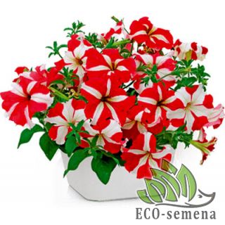 ПЕТУНИЯ ПЕТУНИЯ